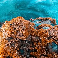 Catálogo Implantes Biomimetic Avinent