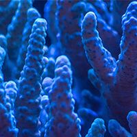 Catálogo Implante Biomimetic CORAL